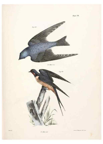 Reproducción/Reproduction 7894666280: Zoology of New York;. Albany :W. & A. White & J. Visscher :1842-44.