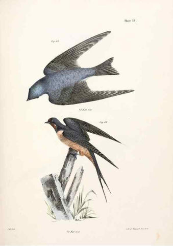 Reproducción/Reproduction 7894666280: Zoology of New York;. Albany :W. & A. White & J. Visscher :1842-44.