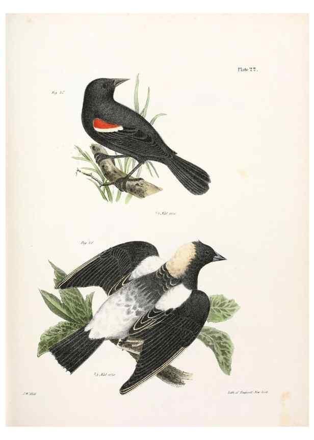 Reproducción/Reproduction 7894660986: Zoology of New York;. Albany :W. & A. White & J. Visscher :1842-44.