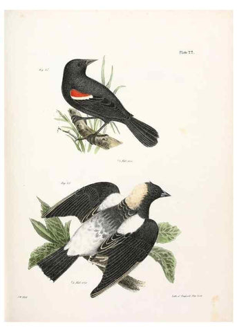 Reproducción/Reproduction 7894660986: Zoology of New York;. Albany :W. & A. White & J. Visscher :1842-44.