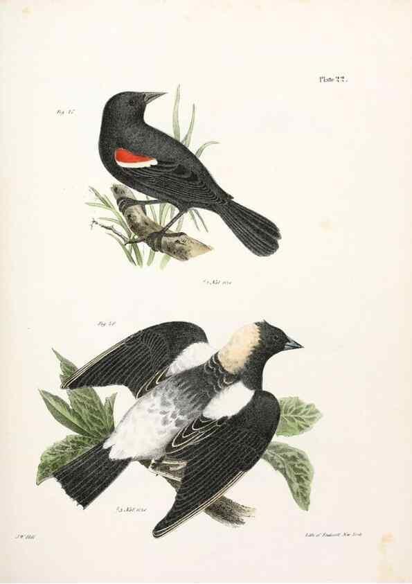 Reproducción/Reproduction 7894660986: Zoology of New York;. Albany :W. & A. White & J. Visscher :1842-44.