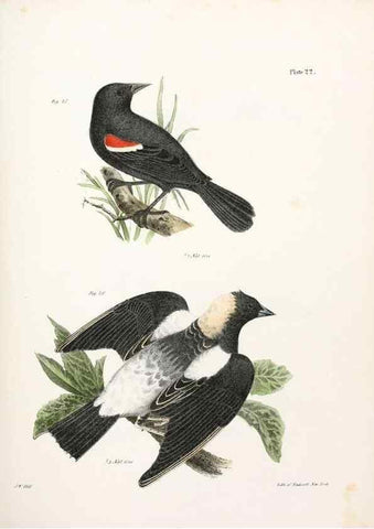 Reproducción/Reproduction 7894660986: Zoology of New York;. Albany :W. & A. White & J. Visscher :1842-44.
