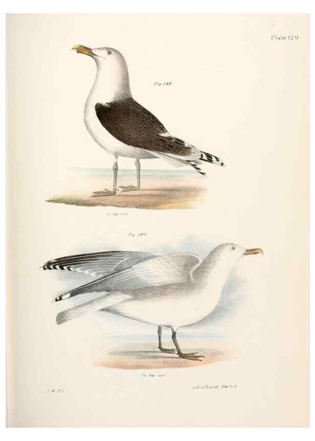 Reproducción/Reproduction 7894736776: Zoology of New York;. Albany :W. & A. White & J. Visscher :1842-44.