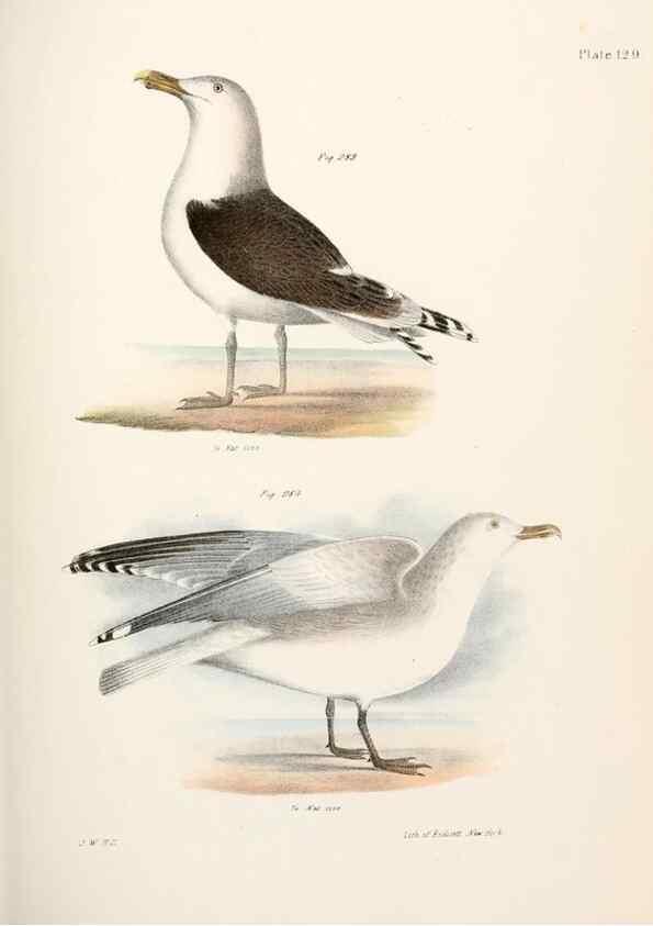 Reproducción/Reproduction 7894736776: Zoology of New York;. Albany :W. & A. White & J. Visscher :1842-44.