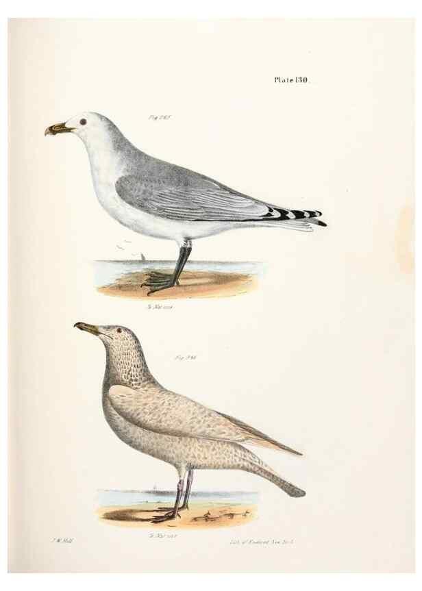 Reproducción/Reproduction 7894737514: Zoology of New York;. Albany :W. & A. White & J. Visscher :1842-44.