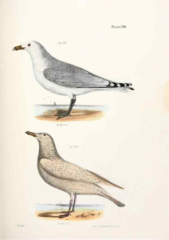 Reproducción/Reproduction 7894737514: Zoology of New York;. Albany :W. & A. White & J. Visscher :1842-44.