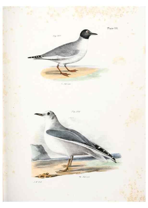 Reproducción/Reproduction 7894738240: Zoology of New York;. Albany :W. & A. White & J. Visscher :1842-44.