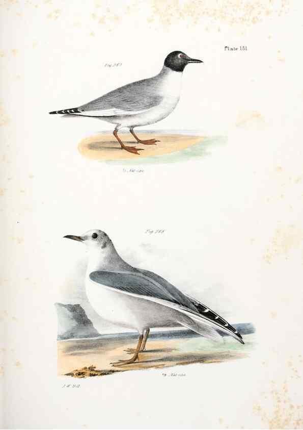 Reproducción/Reproduction 7894738240: Zoology of New York;. Albany :W. & A. White & J. Visscher :1842-44.
