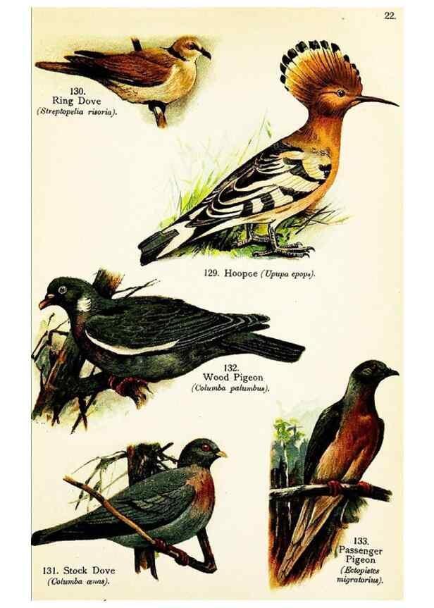 Reproducción/Reproduction 7971247756: Birds of the world for young people,. New York,F.A. Stokes Company[1909]