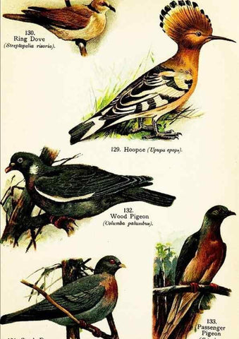 Reproducción/Reproduction 7971247756: Birds of the world for young people,. New York,F.A. Stokes Company[1909]