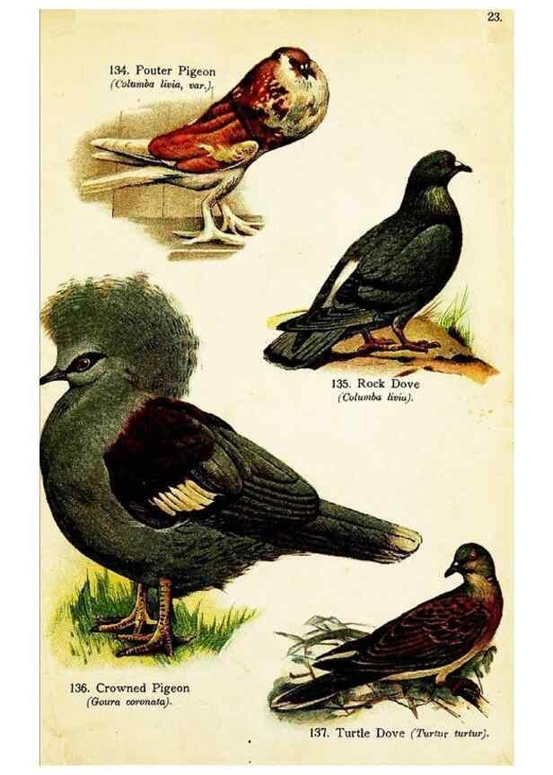Reproducción/Reproduction 7971249032: Birds of the world for young people,. New York,F.A. Stokes Company[1909]