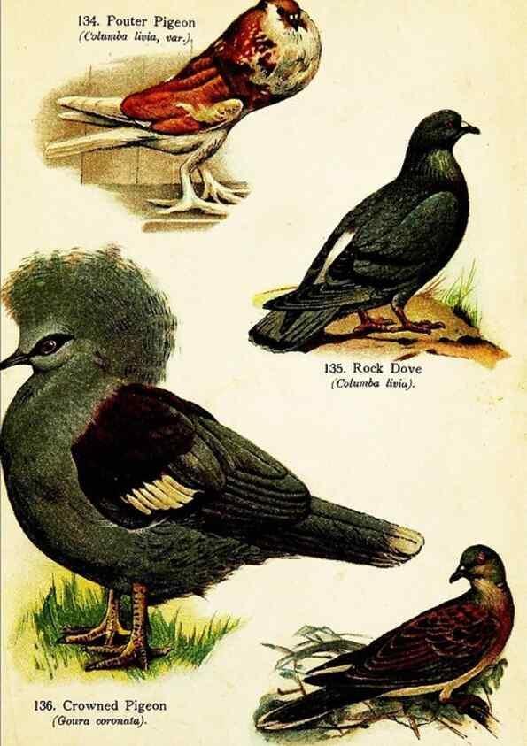 Reproducción/Reproduction 7971249032: Birds of the world for young people,. New York,F.A. Stokes Company[1909]