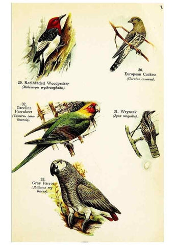 Reproducción/Reproduction 7971250216: Birds of the world for young people,. New York,F.A. Stokes Company[1909]