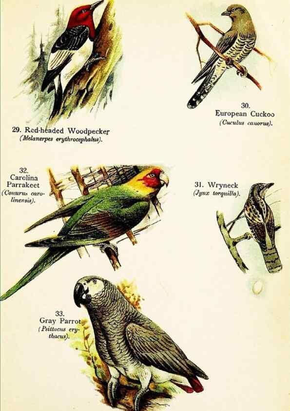Reproducción/Reproduction 7971250216: Birds of the world for young people,. New York,F.A. Stokes Company[1909]