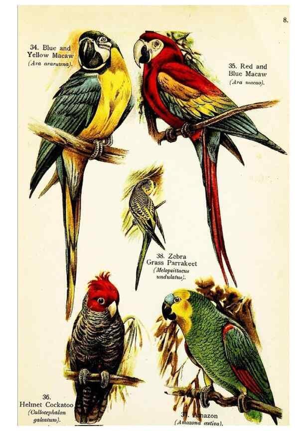 Reproducción/Reproduction 7971251360: Birds of the world for young people,. New York,F.A. Stokes Company[1909]