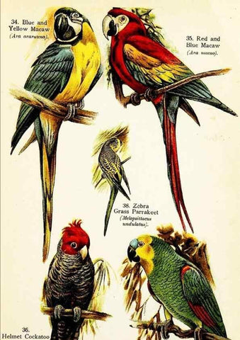 Reproducción/Reproduction 7971251360: Birds of the world for young people,. New York,F.A. Stokes Company[1909]