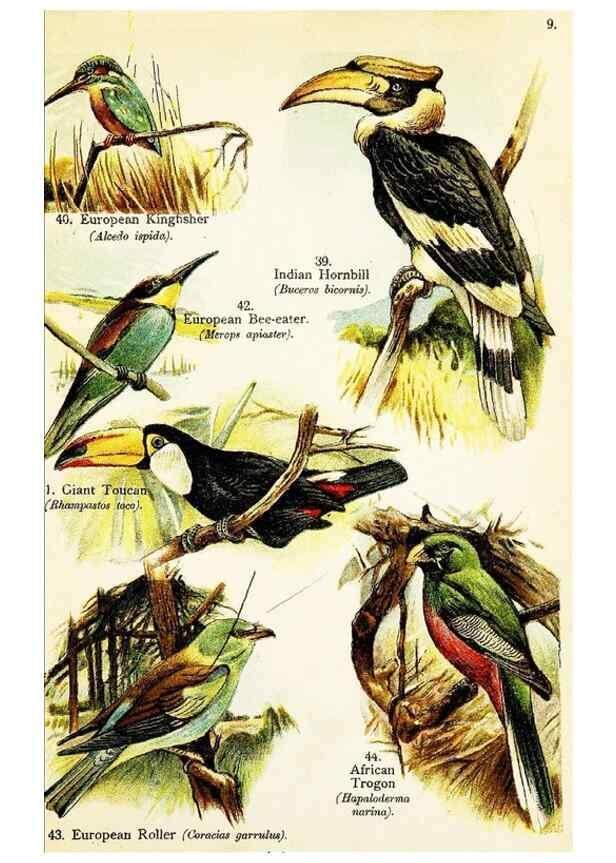 Reproducción/Reproduction 7971252918: Birds of the world for young people,. New York,F.A. Stokes Company[1909]