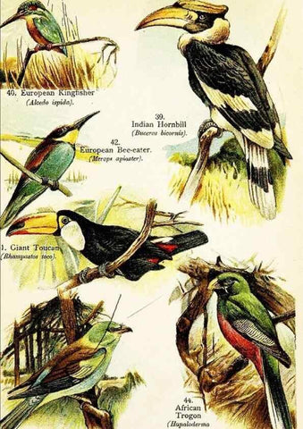 Reproducción/Reproduction 7971252918: Birds of the world for young people,. New York,F.A. Stokes Company[1909]