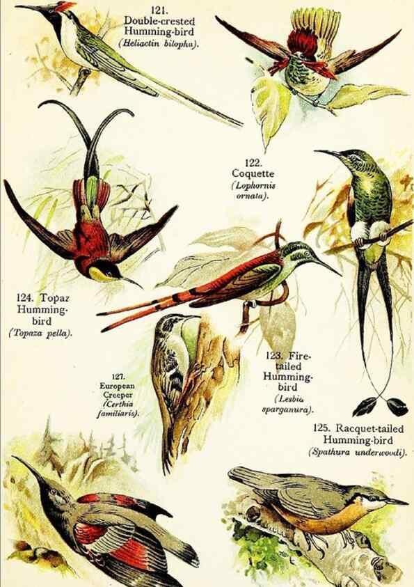 Reproducción/Reproduction 7971254162: Birds of the world for young people,. New York,F.A. Stokes Company[1909]