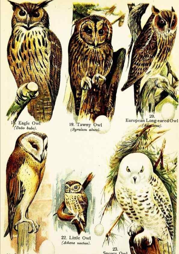 Reproducción/Reproduction 7971255648: Birds of the world for young people,. New York,F.A. Stokes Company[1909]