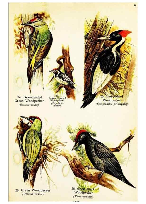 Reproducción/Reproduction 7971256872: Birds of the world for young people,. New York,F.A. Stokes Company[1909]