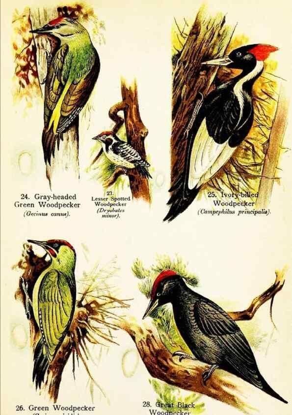 Reproducción/Reproduction 7971256872: Birds of the world for young people,. New York,F.A. Stokes Company[1909]