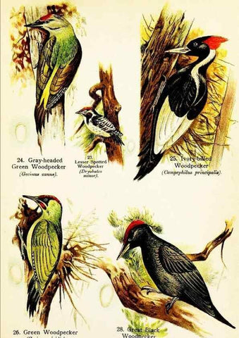 Reproducción/Reproduction 7971256872: Birds of the world for young people,. New York,F.A. Stokes Company[1909]