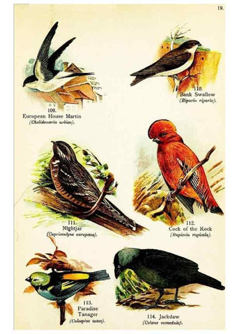 Reproducción/Reproduction 7971258264: Birds of the world for young people,. New York,F.A. Stokes Company[1909]