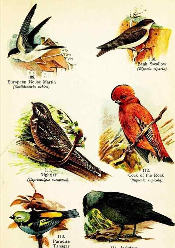 Reproducción/Reproduction 7971258264: Birds of the world for young people,. New York,F.A. Stokes Company[1909]