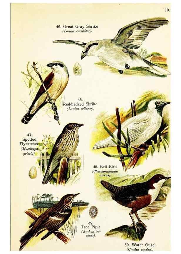 Reproducción/Reproduction 7971259936: Birds of the world for young people,. New York,F.A. Stokes Company[1909]