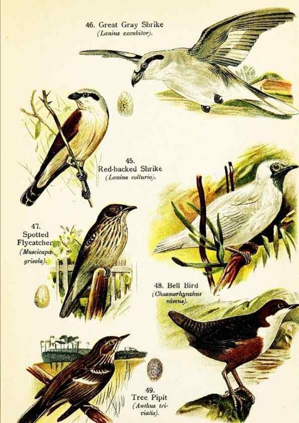 Reproducción/Reproduction 7971259936: Birds of the world for young people,. New York,F.A. Stokes Company[1909]