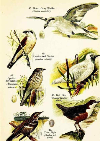 Reproducción/Reproduction 7971259936: Birds of the world for young people,. New York,F.A. Stokes Company[1909]