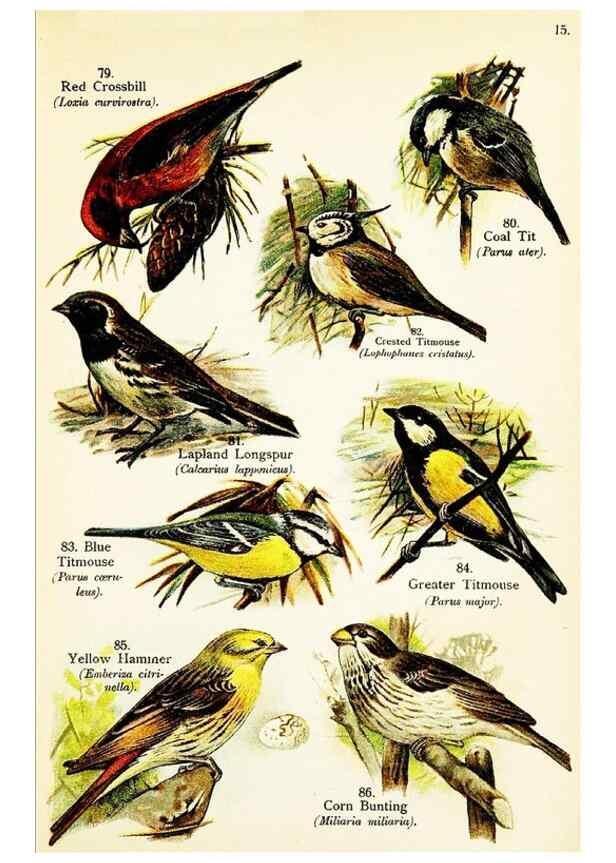 Reproducción/Reproduction 7971261190: Birds of the world for young people,. New York,F.A. Stokes Company[1909]