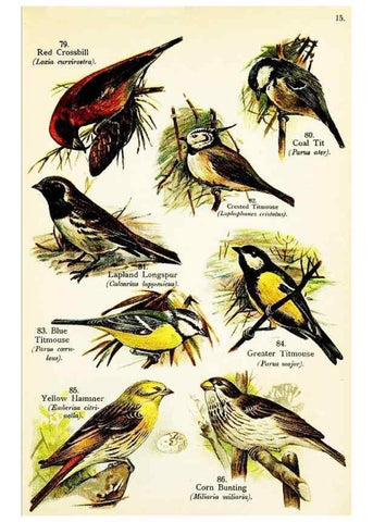 Reproducción/Reproduction 7971261190: Birds of the world for young people,. New York,F.A. Stokes Company[1909]