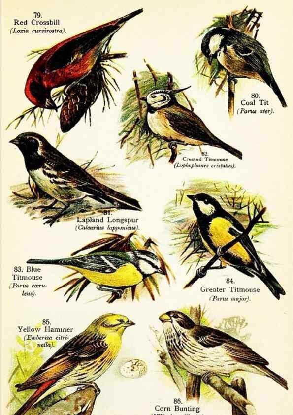 Reproducción/Reproduction 7971261190: Birds of the world for young people,. New York,F.A. Stokes Company[1909]