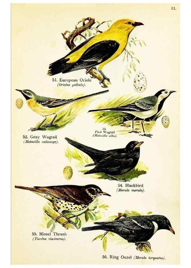 Reproducción/Reproduction 7971262416: Birds of the world for young people,. New York,F.A. Stokes Company[1909]