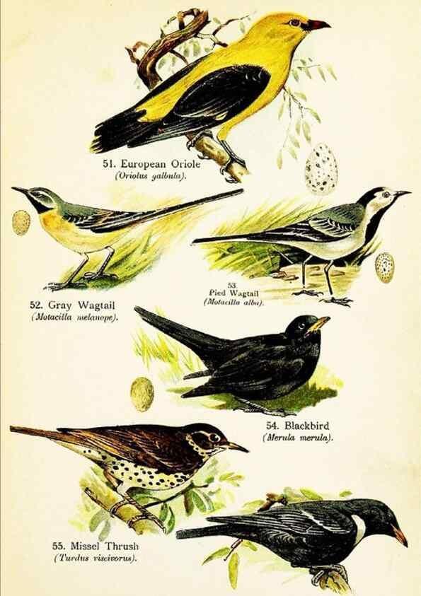 Reproducción/Reproduction 7971262416: Birds of the world for young people,. New York,F.A. Stokes Company[1909]