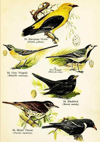 Reproducción/Reproduction 7971262416: Birds of the world for young people,. New York,F.A. Stokes Company[1909]
