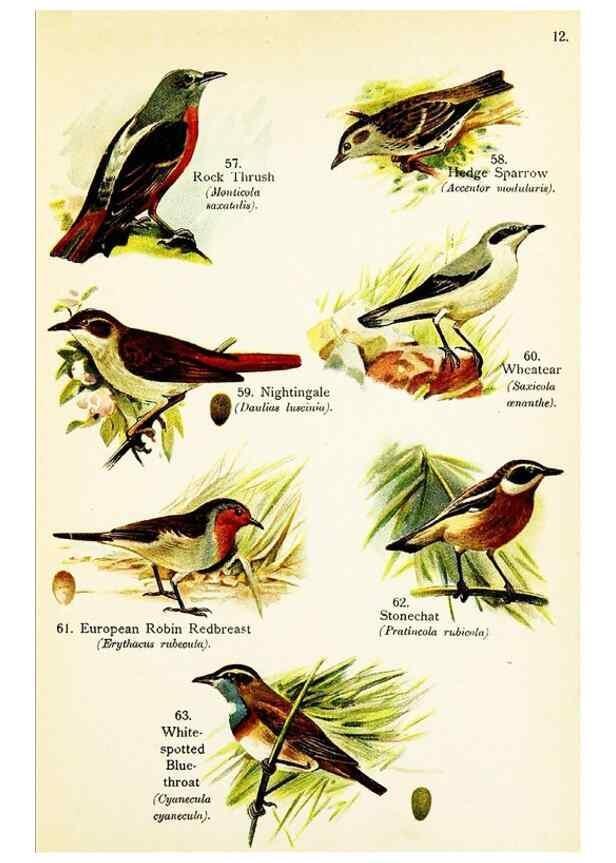 Reproducción/Reproduction 7971263746: Birds of the world for young people,. New York,F.A. Stokes Company[1909]