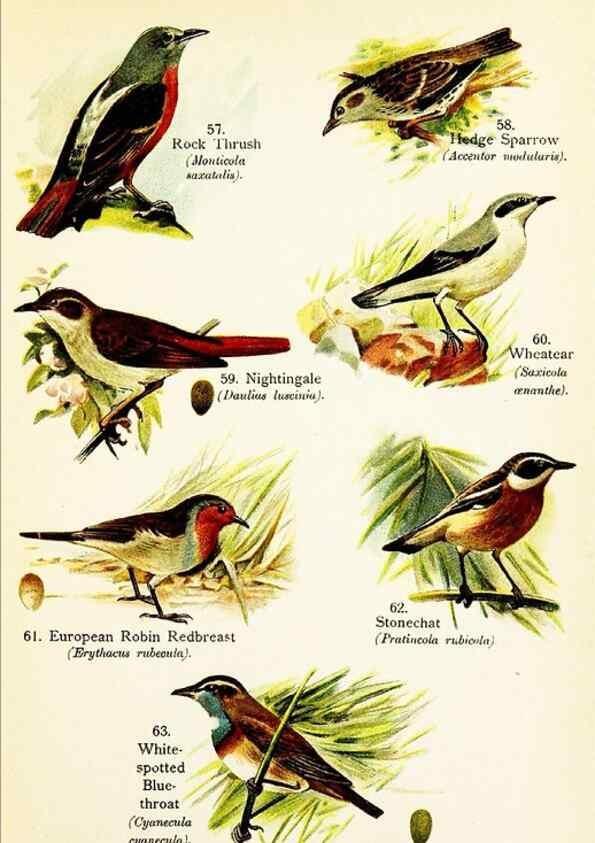 Reproducción/Reproduction 7971263746: Birds of the world for young people,. New York,F.A. Stokes Company[1909]