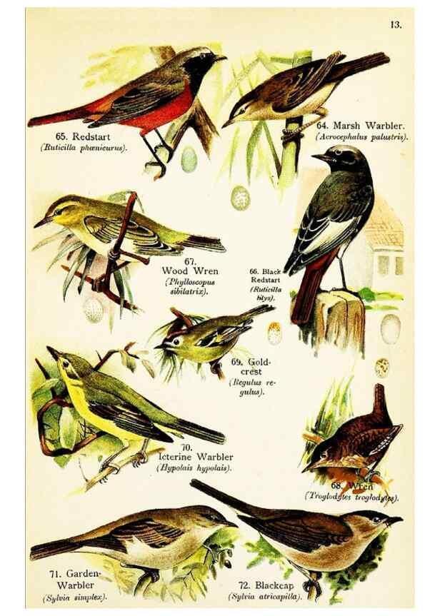 Reproducción/Reproduction 7971264958: Birds of the world for young people,. New York,F.A. Stokes Company[1909]