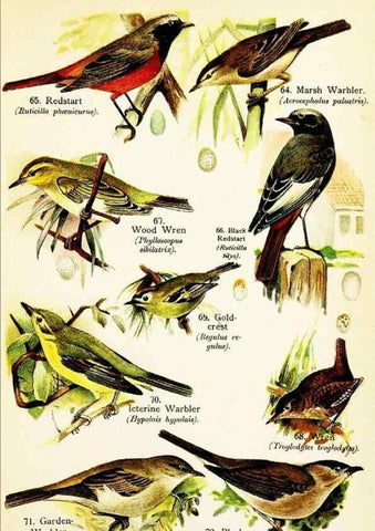Reproducción/Reproduction 7971264958: Birds of the world for young people,. New York,F.A. Stokes Company[1909]