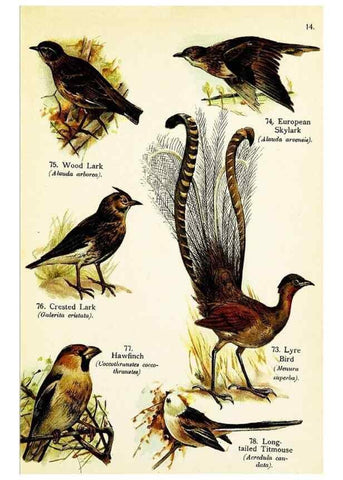 Reproducción/Reproduction 7971266398: Birds of the world for young people,. New York,F.A. Stokes Company[1909]