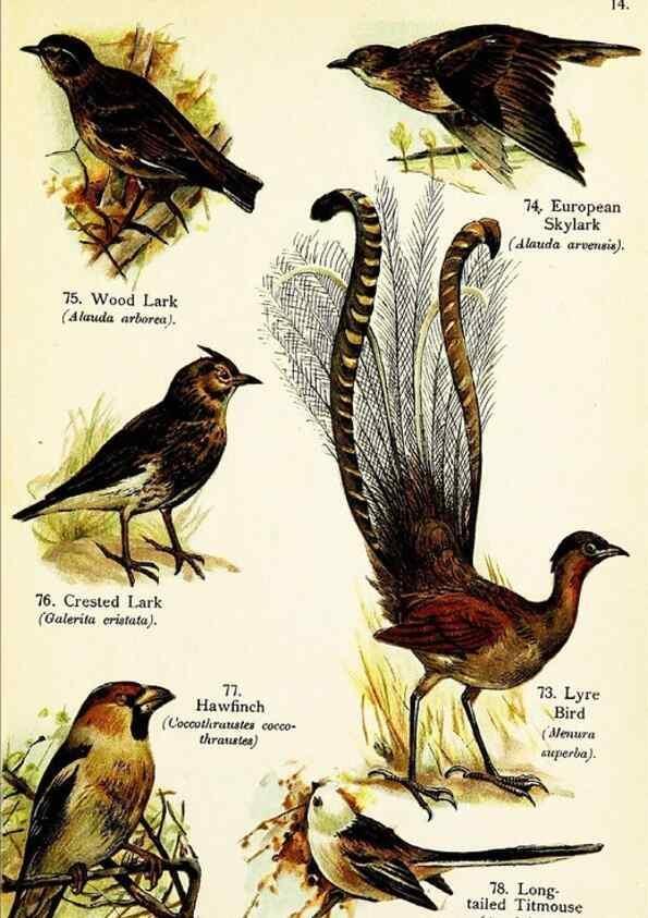 Reproducción/Reproduction 7971266398: Birds of the world for young people,. New York,F.A. Stokes Company[1909]