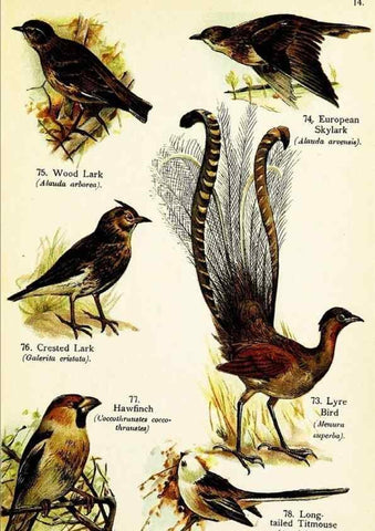 Reproducción/Reproduction 7971266398: Birds of the world for young people,. New York,F.A. Stokes Company[1909]