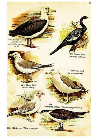 Reproducción/Reproduction 7971246636: Birds of the world for young people,. New York,F.A. Stokes Company[1909]