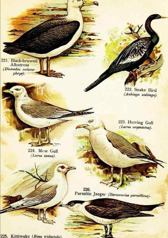 Reproducción/Reproduction 7971246636: Birds of the world for young people,. New York,F.A. Stokes Company[1909]