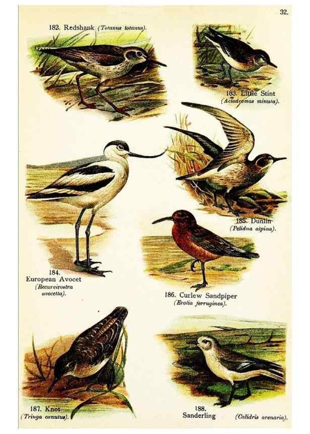 Reproducción/Reproduction 7971245072: Birds of the world for young people,. New York,F.A. Stokes Company[1909]