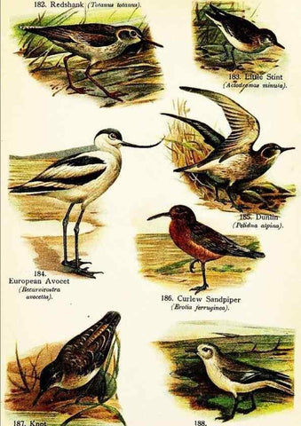 Reproducción/Reproduction 7971245072: Birds of the world for young people,. New York,F.A. Stokes Company[1909]