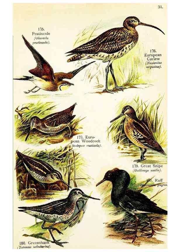 Reproducción/Reproduction 7971243726: Birds of the world for young people,. New York,F.A. Stokes Company[1909]